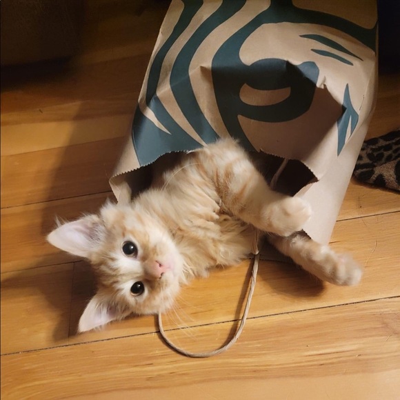 Meet Your Posh Ambassador ✨ - Picture 3 of 5